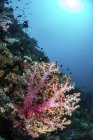 Кораловий риф з рибою та м'якими коралами — стокове фото