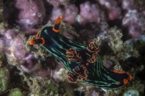 Colorful Nembrotha kubaryana nudibranch — Stock Photo