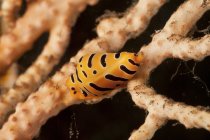 Tiger cowrie on yellow sea fan — Stock Photo
