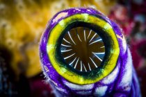 Sea squirt closeup shot — Stock Photo