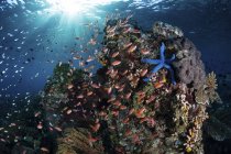 Bunte Fische schwimmen über Riff — Stockfoto