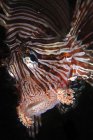 Pesce leone rosso primo piano headshot — Foto stock