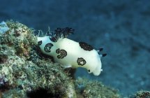 Nudibranchia bianca con piume nere — Foto stock