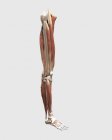 Медицинская иллюстрация мышц ног, костей и суставов — стоковое фото