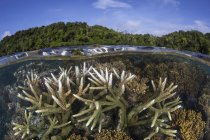 Korallenkolonie im flachen Wasser — Stockfoto