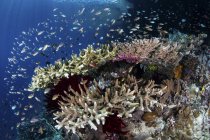 Scolarizzazione del pesce di barriera sopra i coralli — Foto stock