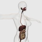 Ilustración médica del sistema digestivo humano, incluyendo cavidad oral, esófago, hígado, estómago, intestinos gruesos y delgados - foto de stock