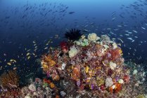 Colorful coral reef in Raja Ampat — Stock Photo