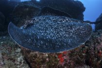 Grande stingray nero-blotched che nuota sopra fondo marino roccioso vicino all'isola di Cocos, Costa Rica — Foto stock