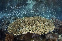 Escuela de damiselas nadando sobre coral - foto de stock