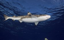 Чернопёрая рифовая акула плавает в голубой воде — стоковое фото