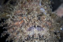 Hairy frogfish closeup headshot — Stock Photo