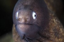 Murène aux yeux blancs gros plan sur la tête d'anguille — Photo de stock