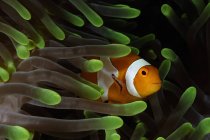 Clownfish in green anemone — Stock Photo