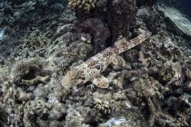Squalo spugna che nuota sul fondale marino — Foto stock