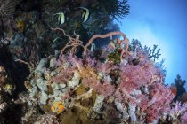 Corais coloridos no recife perto de Sulawesi — Fotografia de Stock