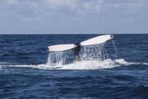 Baleia jubarte cauda maciça sobre a água — Fotografia de Stock