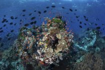 Barriera corallina vicino ad Alor — Foto stock