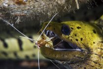 Креветки чистят рот желтого угря — стоковое фото