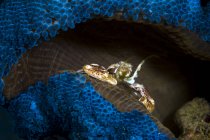 Пятнистый фарфоровый краб на голубом анемоне — стоковое фото