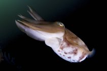 Ширококлювая каракатица в темной воде — стоковое фото