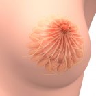 Медицинская иллюстрация анатомии женской груди — стоковое фото