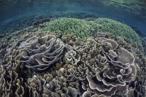 Fragile corals in shallow water — Stock Photo