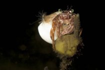 Анемонный краб-отшельник — стоковое фото