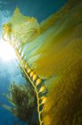 Kelp gigante cerca de la isla Catalina - foto de stock