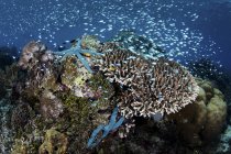 Arrecife de coral cerca de Alor - foto de stock
