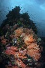 Weichkorallenkolonien wachsen am Riff — Stockfoto