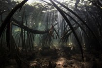 Raggi di sole nelle ombre subacquee della foresta di mangrovie — Foto stock