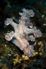 Аллен ceratosoma nudibranch — стокове фото