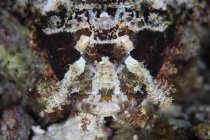 Papuan escorpionfish cabeça close-up tiro — Fotografia de Stock