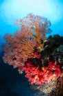 Coral macio e ventilador do mar — Fotografia de Stock