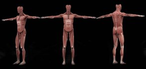 3D renderização do sistema muscular masculino no fundo preto — Fotografia de Stock