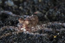 Polpo su fondo marino di sabbia nera — Foto stock