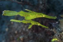 Pair of robust ghost pipefish — Stock Photo