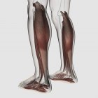Anatomia muscolare maschile delle gambe umane — Foto stock