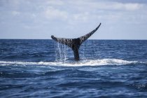 Buckelwal mit massivem Schwanz über Wasser — Stockfoto