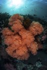 Барвисті м'які корали, що ростуть на рифі — стокове фото