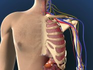 Vista de corte do peito masculino mostrando pulmão — Fotografia de Stock