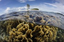 Огненные кораллы, растущие на мелководье — стоковое фото