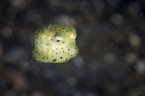 Juvenile yellow boxfish closeup shot, Lembeh Strait, Indonesia — Stock Photo
