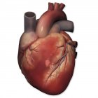 Передний вид человеческого сердца — стоковое фото