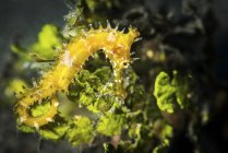 Cavalluccio marino giallo in habitat naturale — Foto stock
