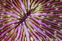 Cogumelo coral closeup tiro — Fotografia de Stock