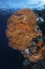 Gorgone coloré sur le récif — Photo de stock