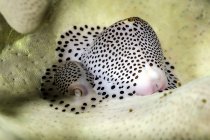 Black-spotted egg cowries — Stock Photo