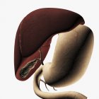 Ilustração médica do fígado e estômago — Fotografia de Stock